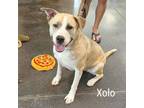 Adopt Xolo a Catahoula Leopard Dog, Mixed Breed