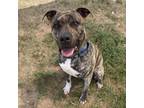 Adopt King a Pit Bull Terrier