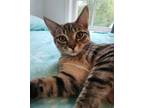 Adopt Toby a Tabby