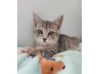 Adopt Speck a Tabby