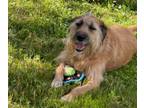 Adopt Grizzly a Wirehaired Pointing Griffon