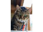 Adopt Metro a Domestic Short Hair