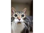 Adopt Crush a American Shorthair