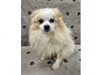 Adopt Bacon a Pomeranian