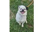 Adopt Bailey a Pomeranian, Shih Tzu