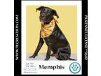 Adopt Memphis 062224 a Labrador Retriever, Mixed Breed