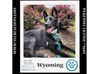 Adopt Wyoming 062224 a German Shepherd Dog, Husky