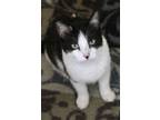 Adopt Mike a Domestic Short Hair, Tuxedo