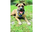 Adopt Trippe a Mixed Breed