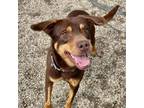 Adopt Finn a Labrador Retriever
