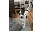 Adopt Fonzie a American Eskimo Dog
