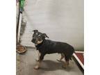 Adopt Lindel a American Staffordshire Terrier