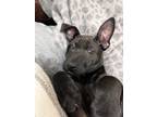 Adopt Salmon a Australian Cattle Dog / Blue Heeler, Pit Bull Terrier
