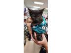 Adopt Onyx a American Shorthair