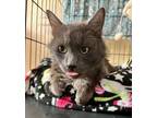 Adopt Blu Dumpling a Domestic Medium Hair