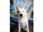 Adopt Jack a Australian Shepherd