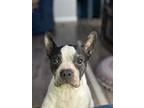 Adopt Chester a Boston Terrier