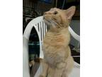 Adopt Custard a Domestic Short Hair, Tabby