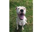 Adopt Butterbean a Mixed Breed