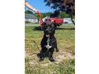 Adopt Jimmy Dean a Dachshund