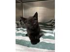 Adopt Braxton a Domestic Short Hair