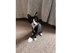 Adopt Blimpie a Domestic Short Hair