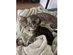 Adopt Milky Way a Tabby, Domestic Short Hair
