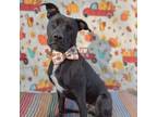 Adopt Memphis a Pit Bull Terrier, Staffordshire Bull Terrier