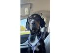 Adopt Ansel a Hound
