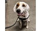 Adopt Oppenheimer a English Coonhound