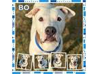 Adopt Bo CFS 240051362 a Pit Bull Terrier