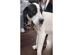 Adopt John (Bobby) a Great Dane, Great Pyrenees