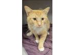 Adopt Austin a Domestic Short Hair