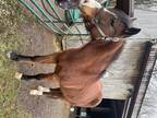 14h quarter/welsh mare, bay, 16 yrs