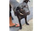 Adopt Montana aka Maxwell A048180 a Pointer, Labrador Retriever