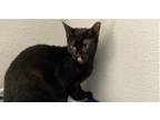 Adopt Norris a Domestic Short Hair