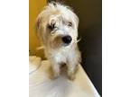 Adopt Angel #9879 a Terrier, Poodle