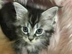 Magnolia Ivan Classic Tabby Reserved