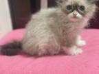 Ragdoll Male