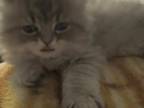 Ragdoll And Golden Long Hair Persian Mix