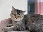 Scottish Straight Kitten Purebred