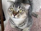 Scottish Fold Purebred Boy