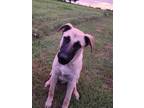 Adopt Sparky a Pumi, Black Mouth Cur