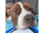 Adopt KING MOE a American Staffordshire Terrier, Mixed Breed