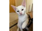 Adopt Sugar Bear a American Shorthair
