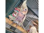 Adopt Chiquita a Cockatoo