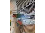 Adopt Punk a Lovebird