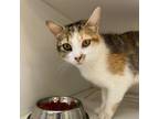 Adopt Esmeralda a Domestic Short Hair