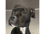 Adopt Aquamarine a Pit Bull Terrier