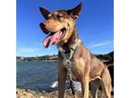 Adopt LUNA 2 a Australian Kelpie